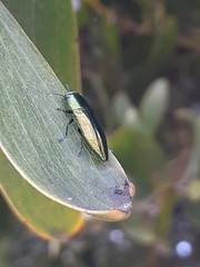 Melobasis propinqua porteri