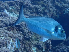 Sparus auratus
