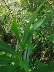 Costus pulverulentus