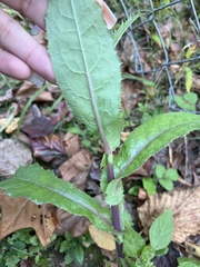 Sonchus asper