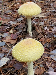 Amanita chrysoblema