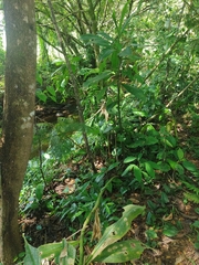 Costus pulverulentus