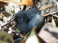 Galactinia saniosa