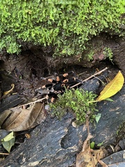 Megaphobema mesomelas