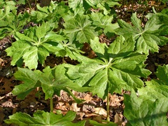 Podophyllum