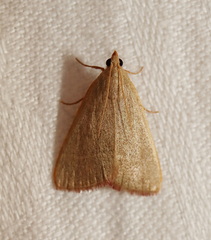 Hypsopygia albidalis