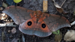 Pseudobunaea tyrrhena