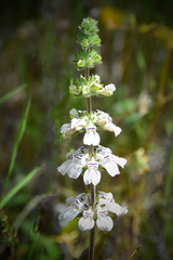 Collinsia tinctoria