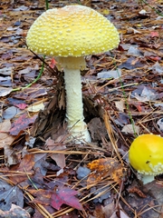 Amanita chrysoblema