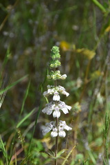 Collinsia tinctoria