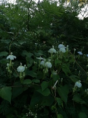 Ipomoea macdonaldii