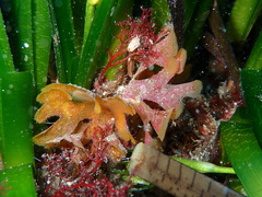 Chartella papyrea