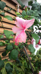 Hibiscus rosa-sinensis