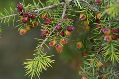 Juniperus oxycedrus