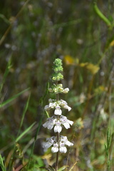 Collinsia tinctoria