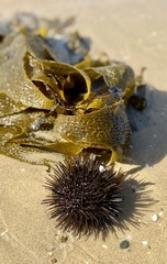 Heliocidaris erythrogramma