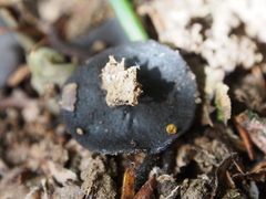 Galactinia saniosa