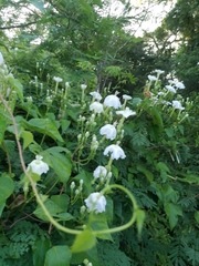 Ipomoea macdonaldii