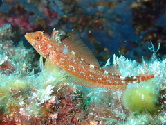 Tripterygion delaisi