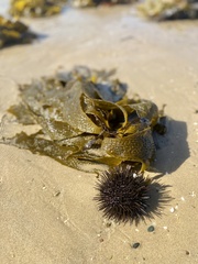 Heliocidaris erythrogramma