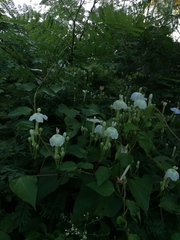 Ipomoea macdonaldii