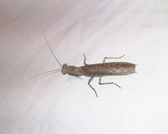 Tarachodes