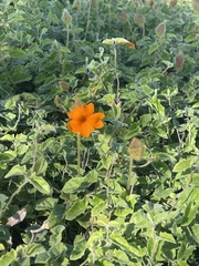 Thunbergia gregorii