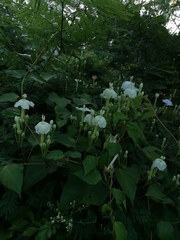 Ipomoea macdonaldii