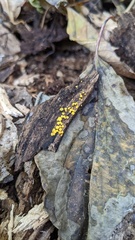 Calycina claroflava