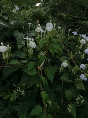 Ipomoea macdonaldii