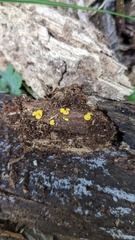 Calycina claroflava