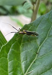 Dictyopsocus pennicornis