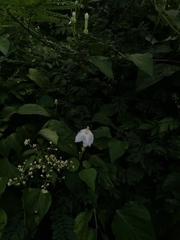 Ipomoea macdonaldii