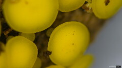Calycina claroflava