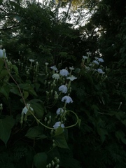 Ipomoea macdonaldii