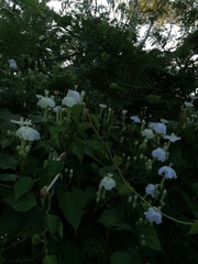 Ipomoea macdonaldii