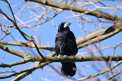 Corvus frugilegus