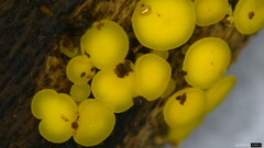 Calycina claroflava
