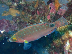 Symphodus mediterraneus
