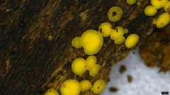Calycina claroflava