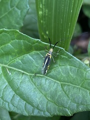 Dictyopsocus pennicornis