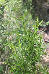 Ixodia achillaeoides
