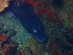 Conger conger