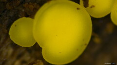 Calycina claroflava