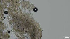 Calycina claroflava