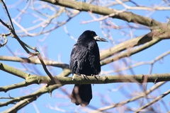 Corvus frugilegus