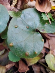 Puccinia asarina