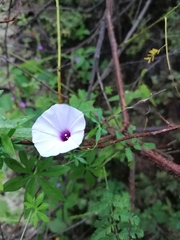 Ipomoea ternifolia