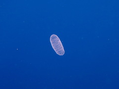 Collozoum inerme