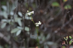 Seseli tommasinii
